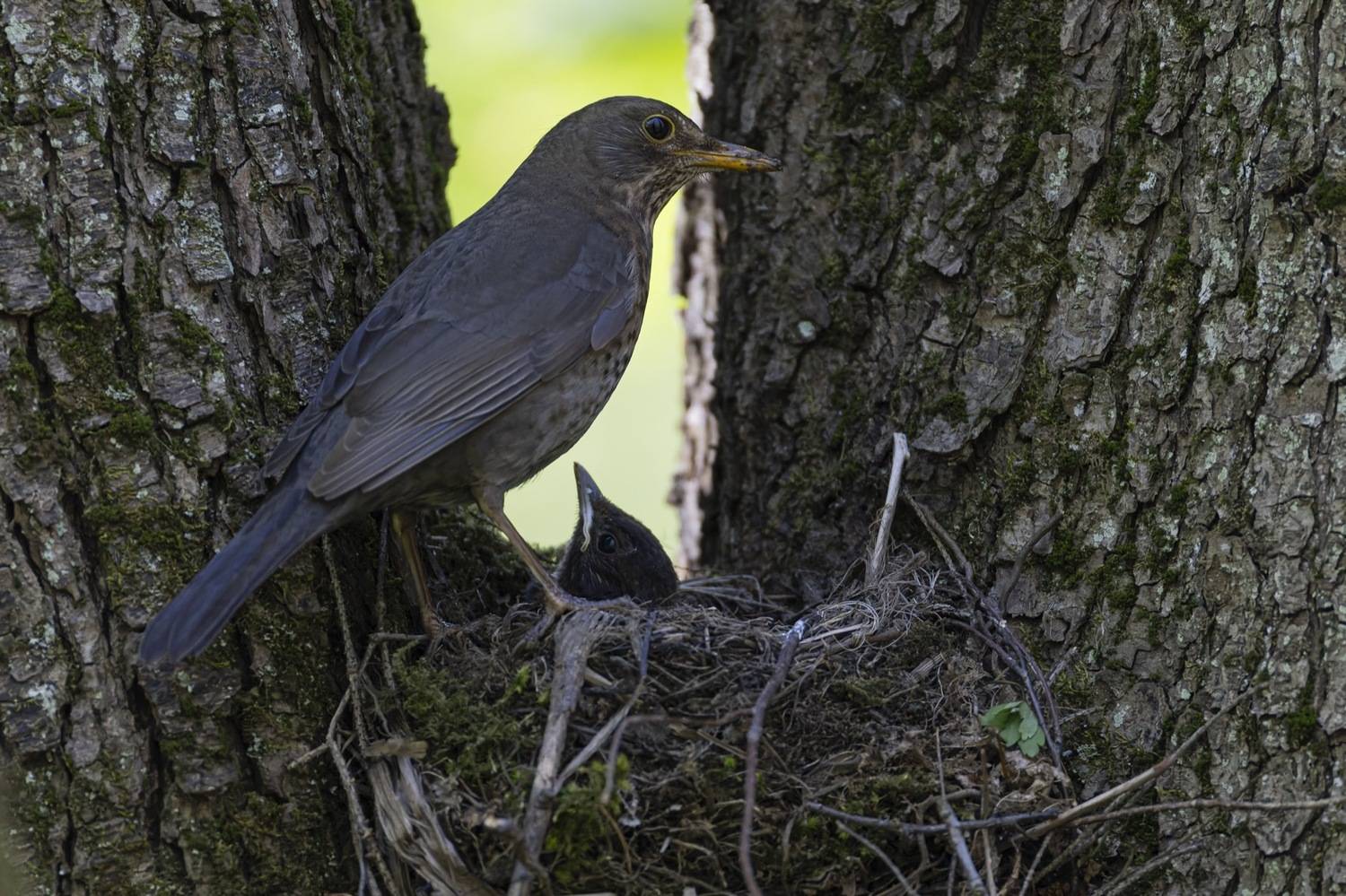 черный дрозд, дрозд, гнездо, птенец, слеток, птицы, Руслан Pl