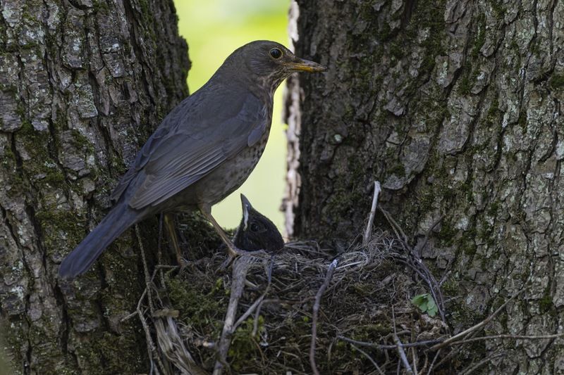 черный дрозд, дрозд, гнездо, птенец, слеток, птицы Черный дрозд фото превью