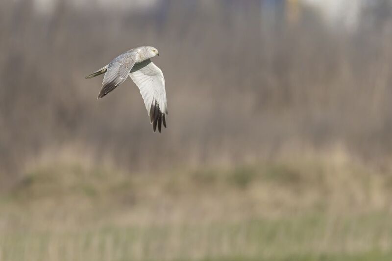 степной лунь, лунь, ястреб, птицы Степной лунь фото превью