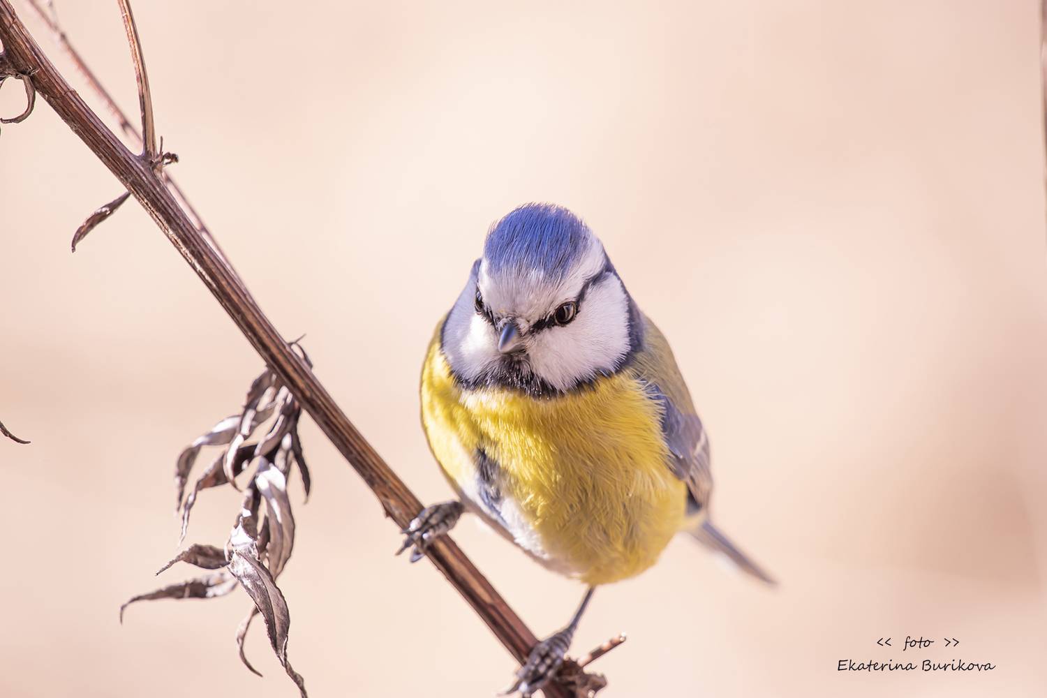 птицы, синицы , лазоревка, Бурикова Екатерина