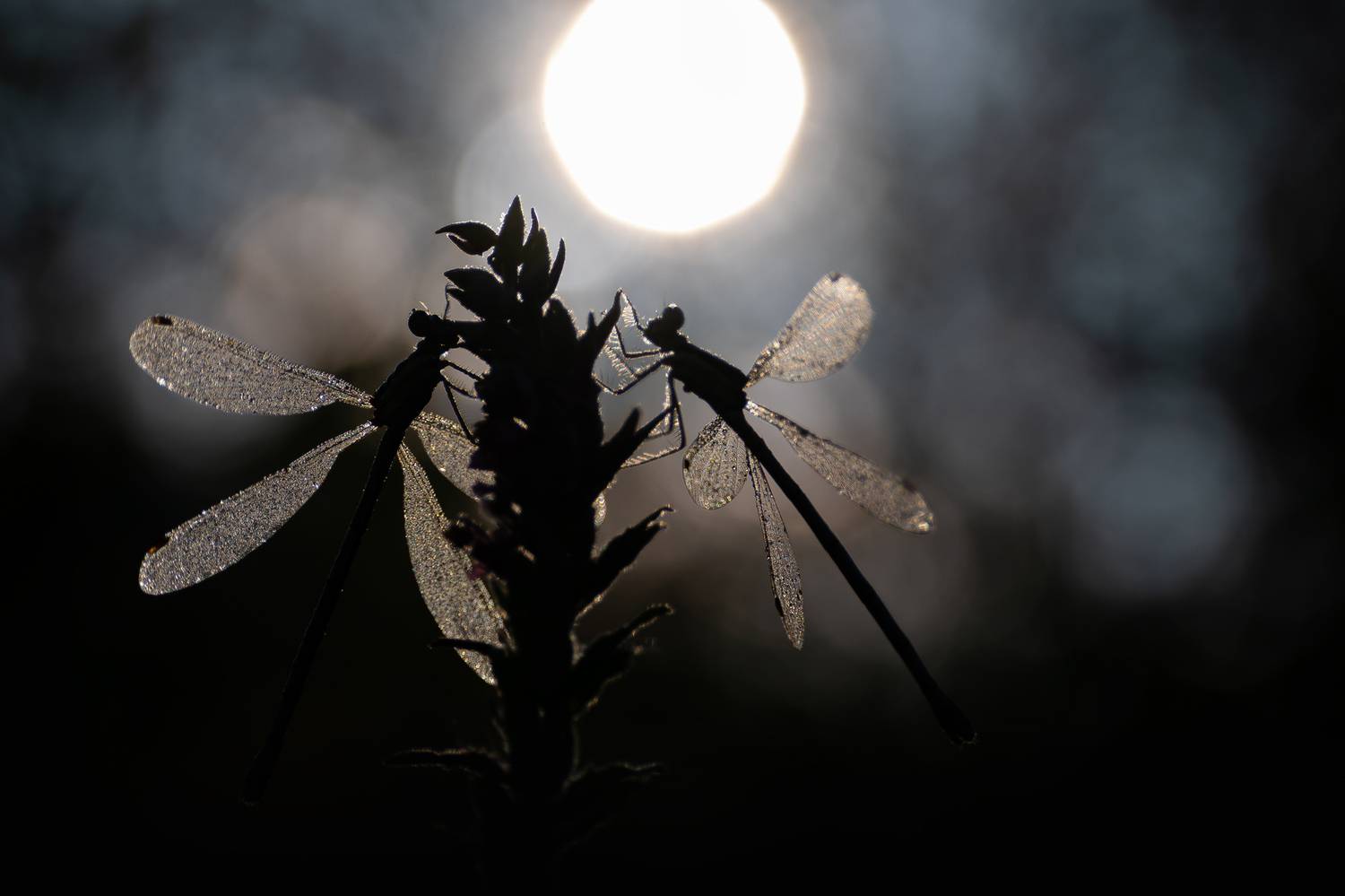 , Кузнецов Дмитрий