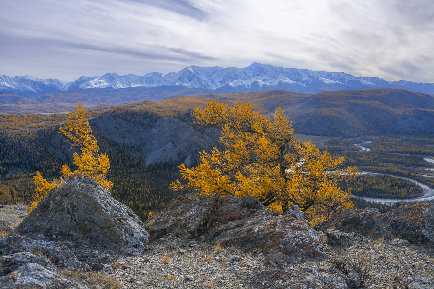 россия, горный алтай, лиственницы, осень, Поляков Андрей