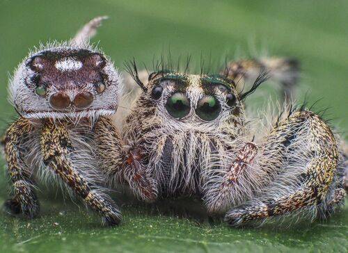Hyllus diardi jumping spider