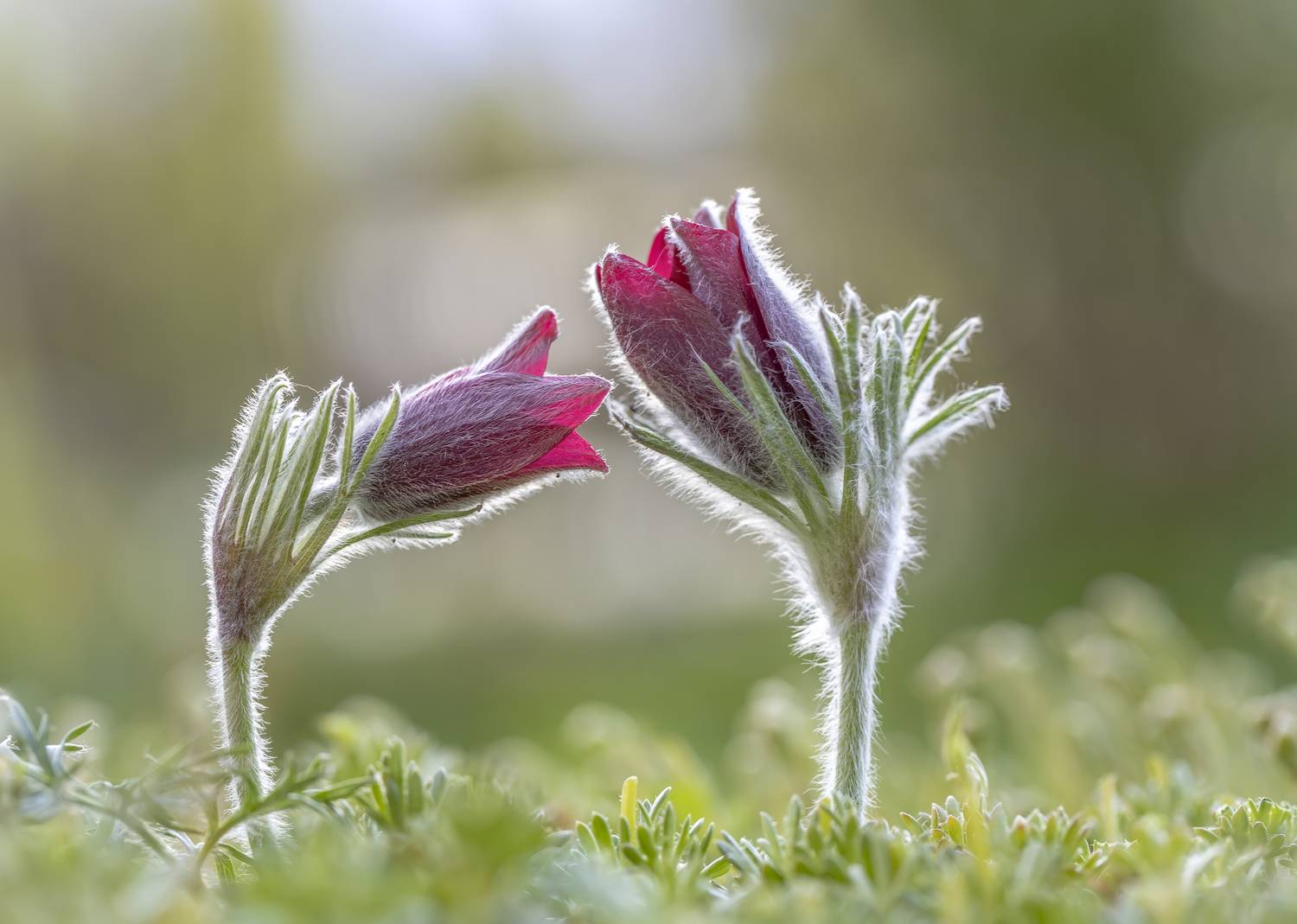 прострел, сон-трава, Татьяна Феденкова