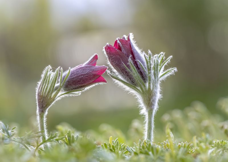 прострел, сон-трава Он и она... фото превью