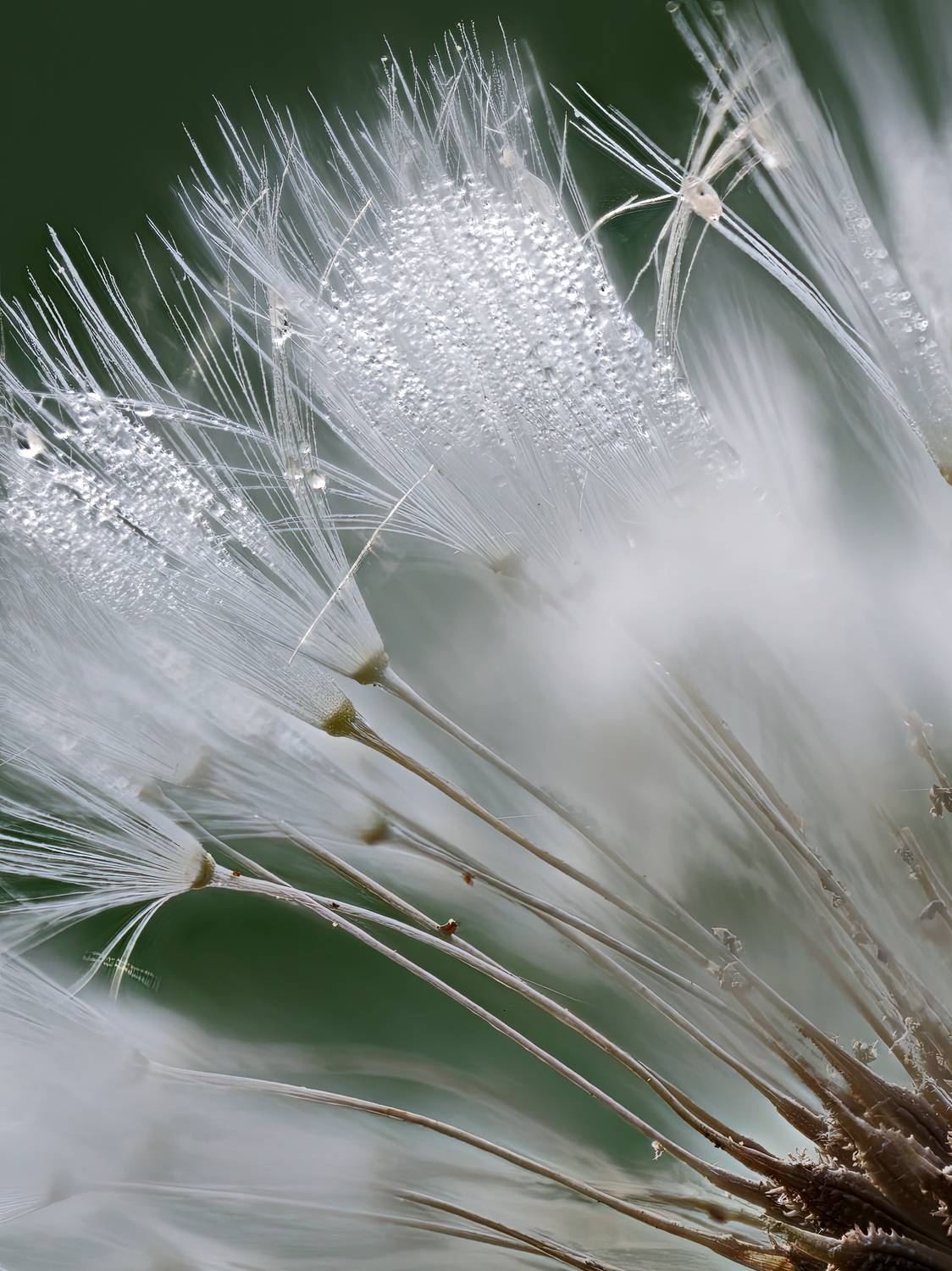 , Кузнецов Дмитрий