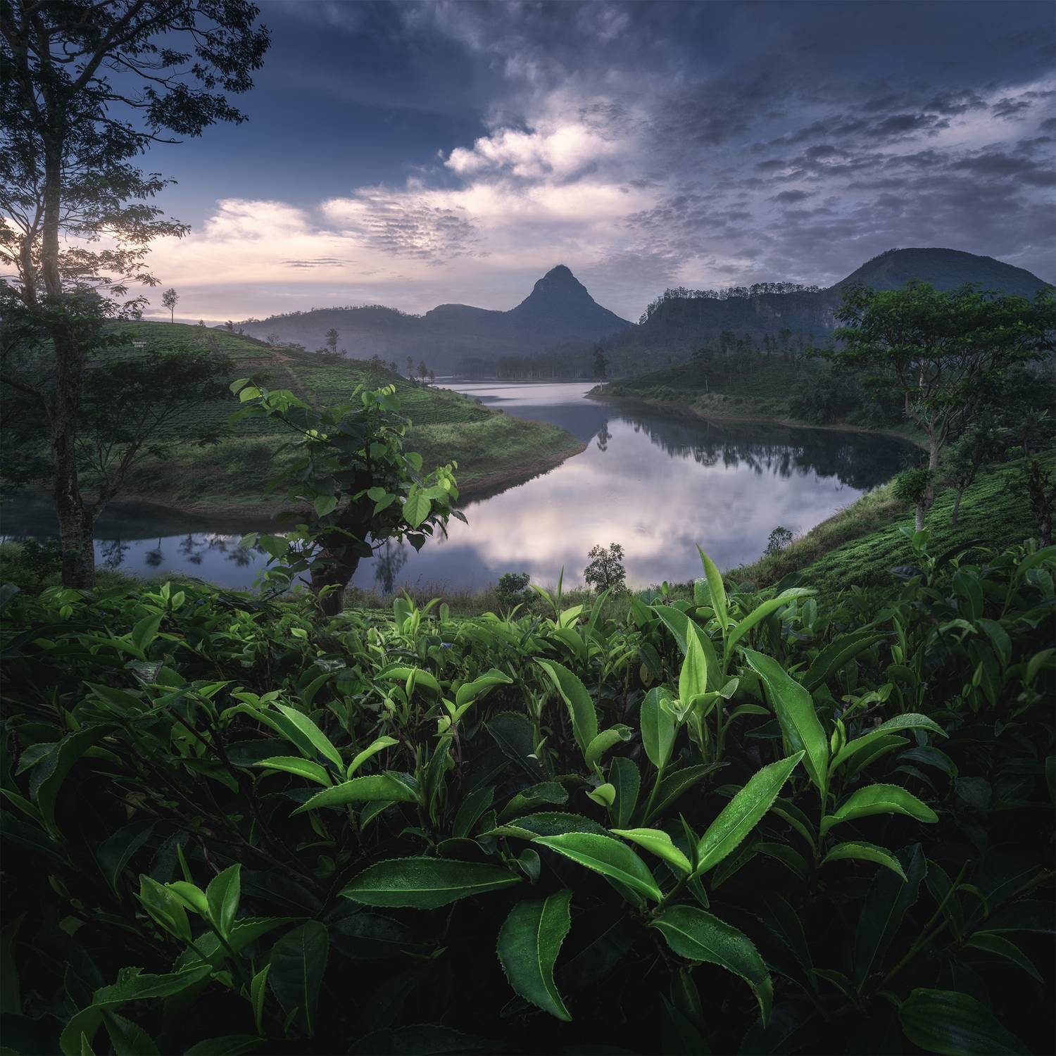 , Политова Анна