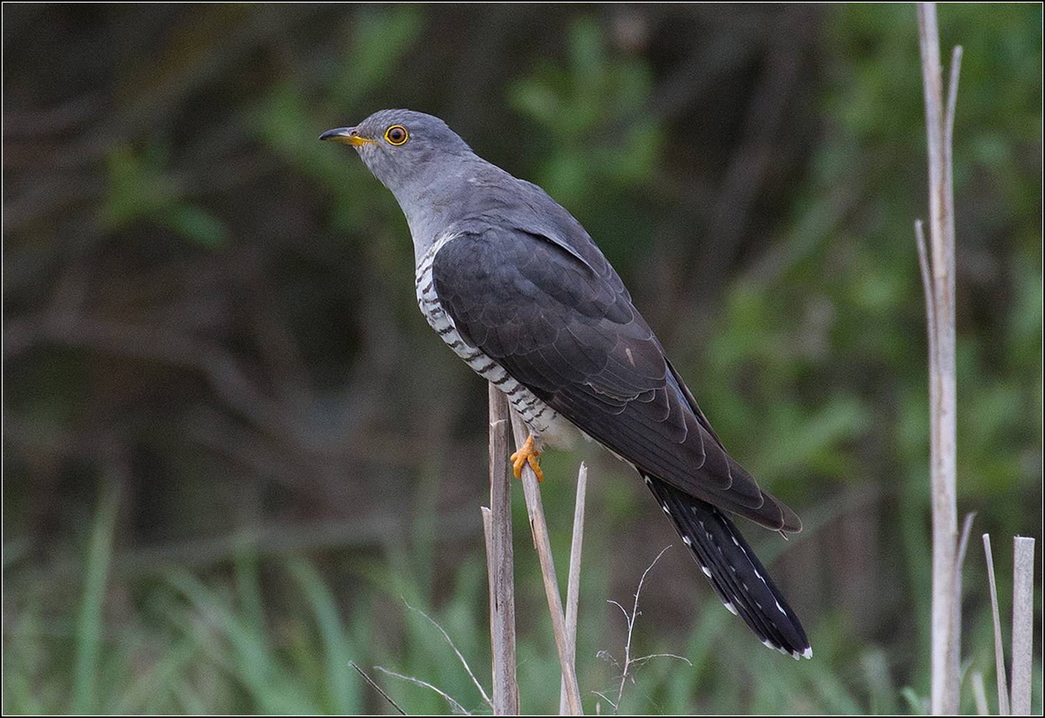москва, май, парк, птица, АНАТОЛИЙ ДОВЫДЕНКО