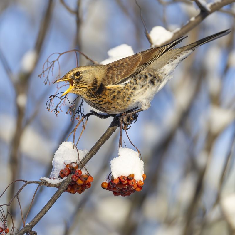 Рябинник, дрозд, рябина, птицы Рябинник фото превью