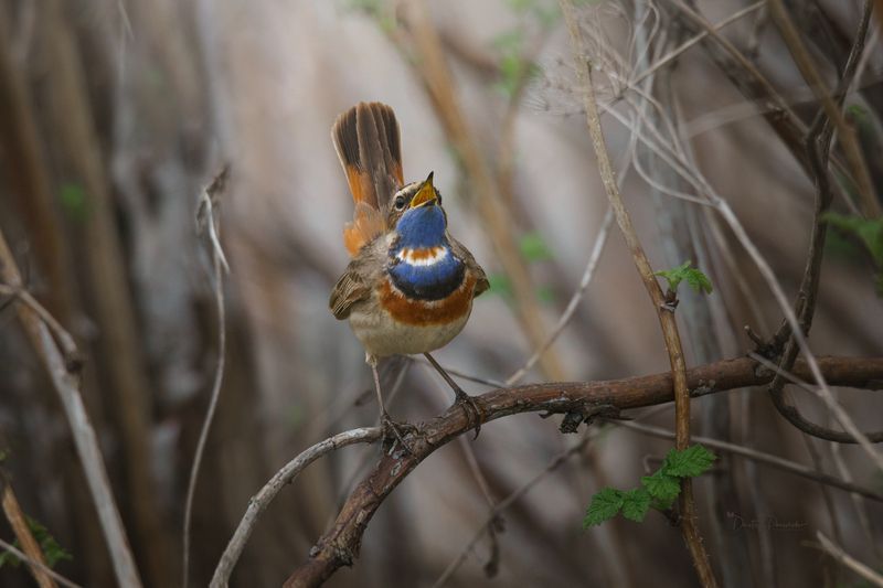 природа, лес, поля, огороды, животные, птицы, макро Солист фото превью