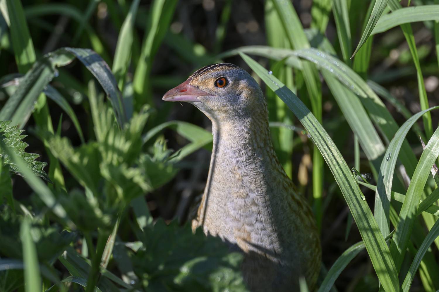 , Пупонин Сергей