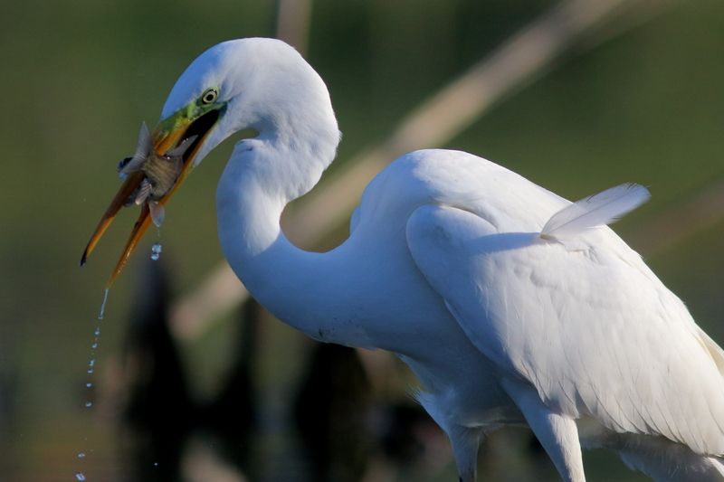 Белое и золотое фото превью