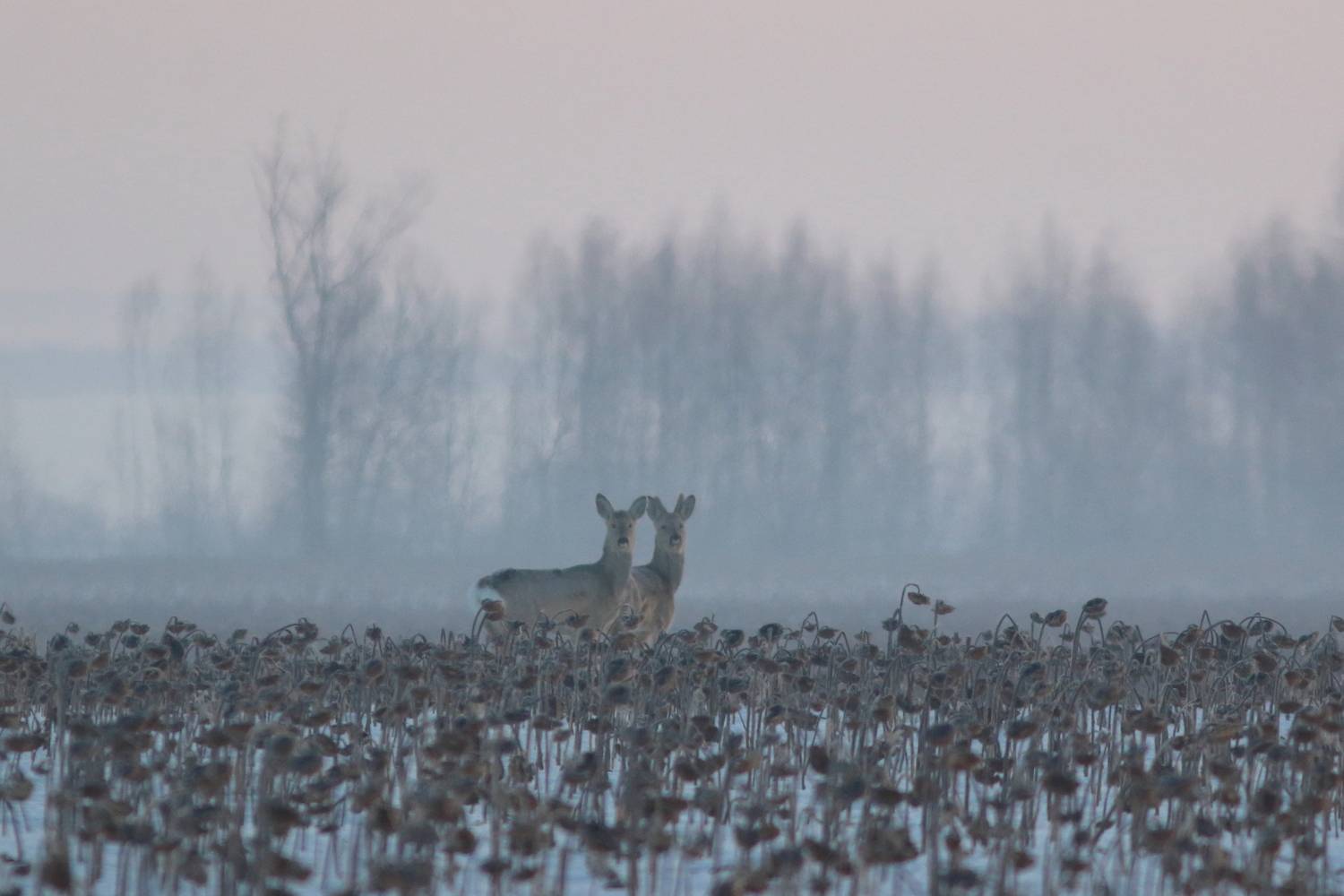 экология, фауна, природа, природа самарской области, звери, млекопитающие, косули, утро на полях, Владимир Шебаршенко