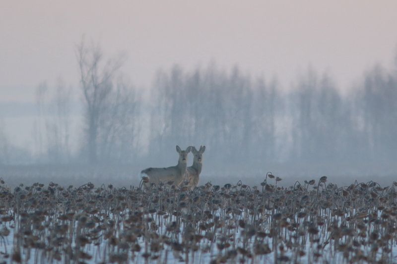 экология, фауна, природа, природа самарской области, звери, млекопитающие, косули, утро на полях Утренние миражи фото превью