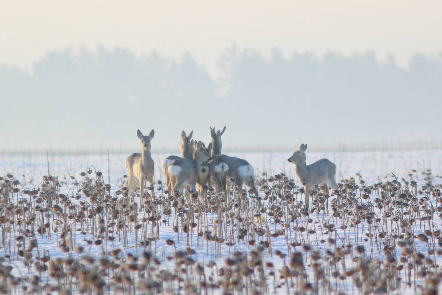 природа, фауна, млекопитающие, звери, косуля, зима, самарская областьт, Владимир Шебаршенко