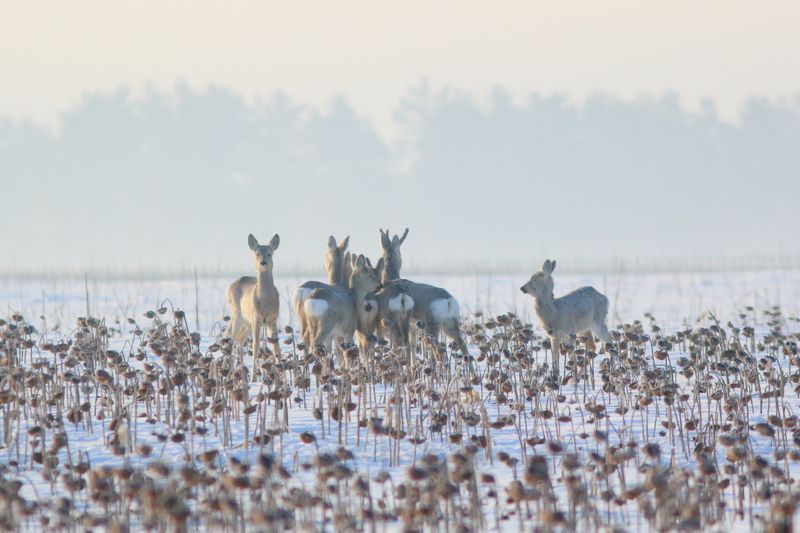 природа, фауна, млекопитающие, звери, косуля, зима, самарская областьт В январских полях фото превью