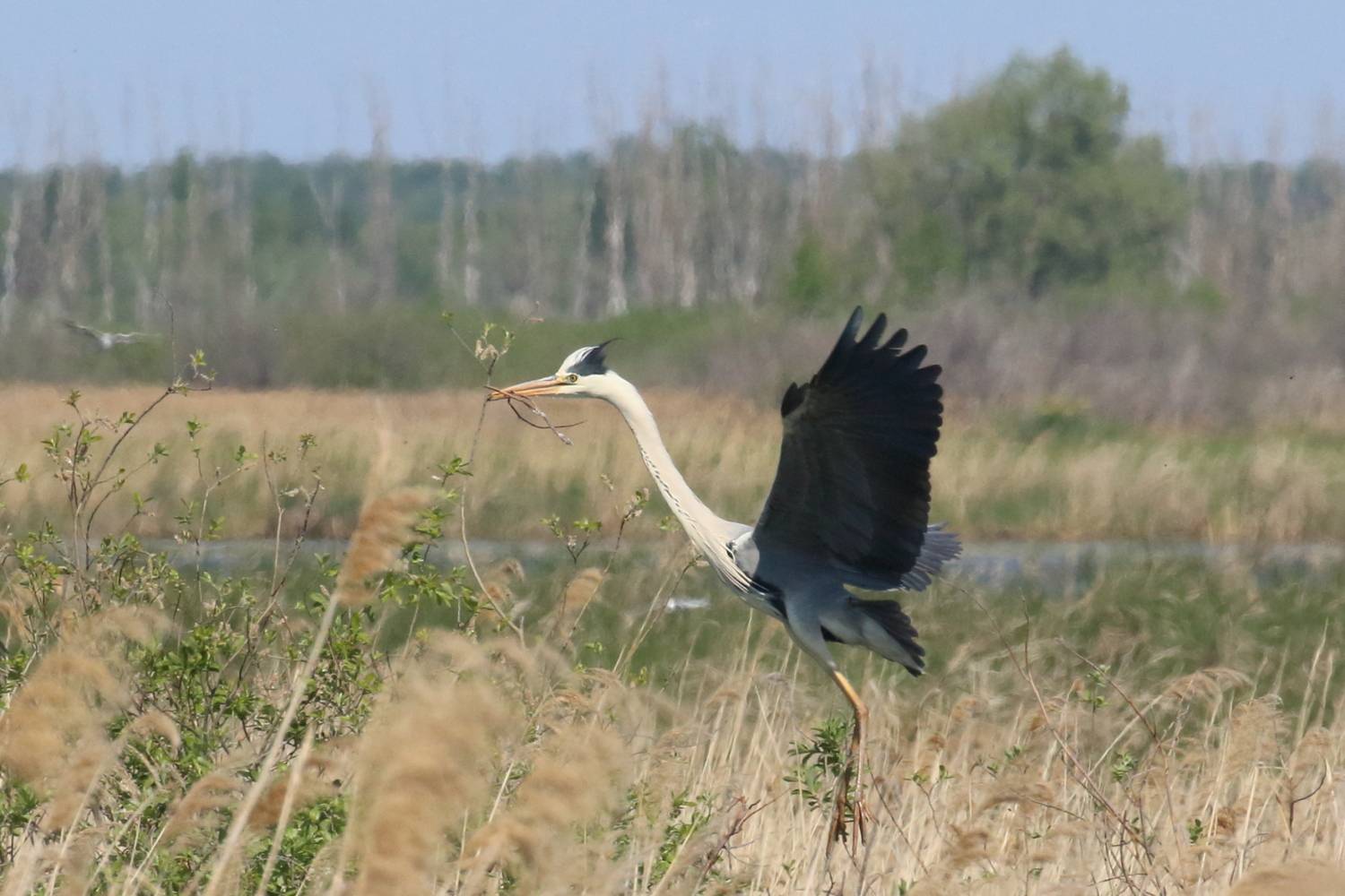 природа, фауна, экология, птицы, цапли, серая цапля, озера, самарская область, Владимир Шебаршенко