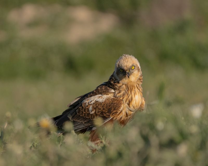 march harrier, raptors, bird of prey, predators, birds, болотный, лунь, хищники, птицы Взгляд хищника фото превью