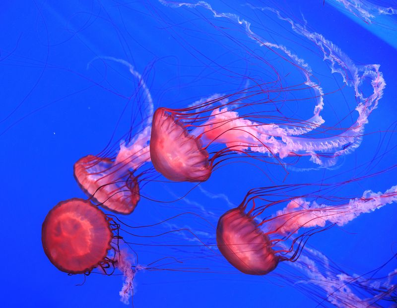 #jellyfish #ocean #wildlife #underwater #thailand #sealifebangok #bangkok #медузы #животные Подводное волшебство фото превью