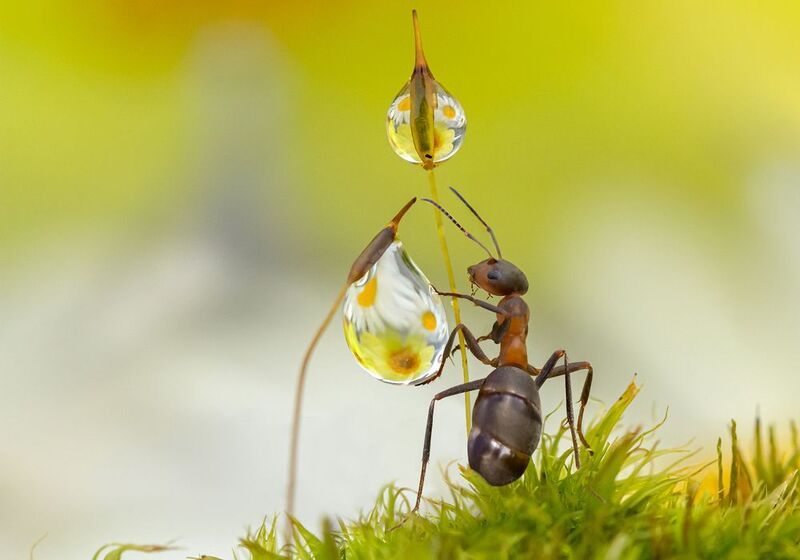 Тяжелая капля фото превью