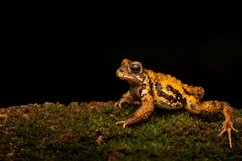 Amboli Tiger Toad, an endemic species to western ghats of India фото превью