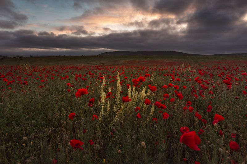 крым, севастополь, маки, canon 200, crimea, nature, крымские маки, crimea, крымский пейзаж В маках фото превью