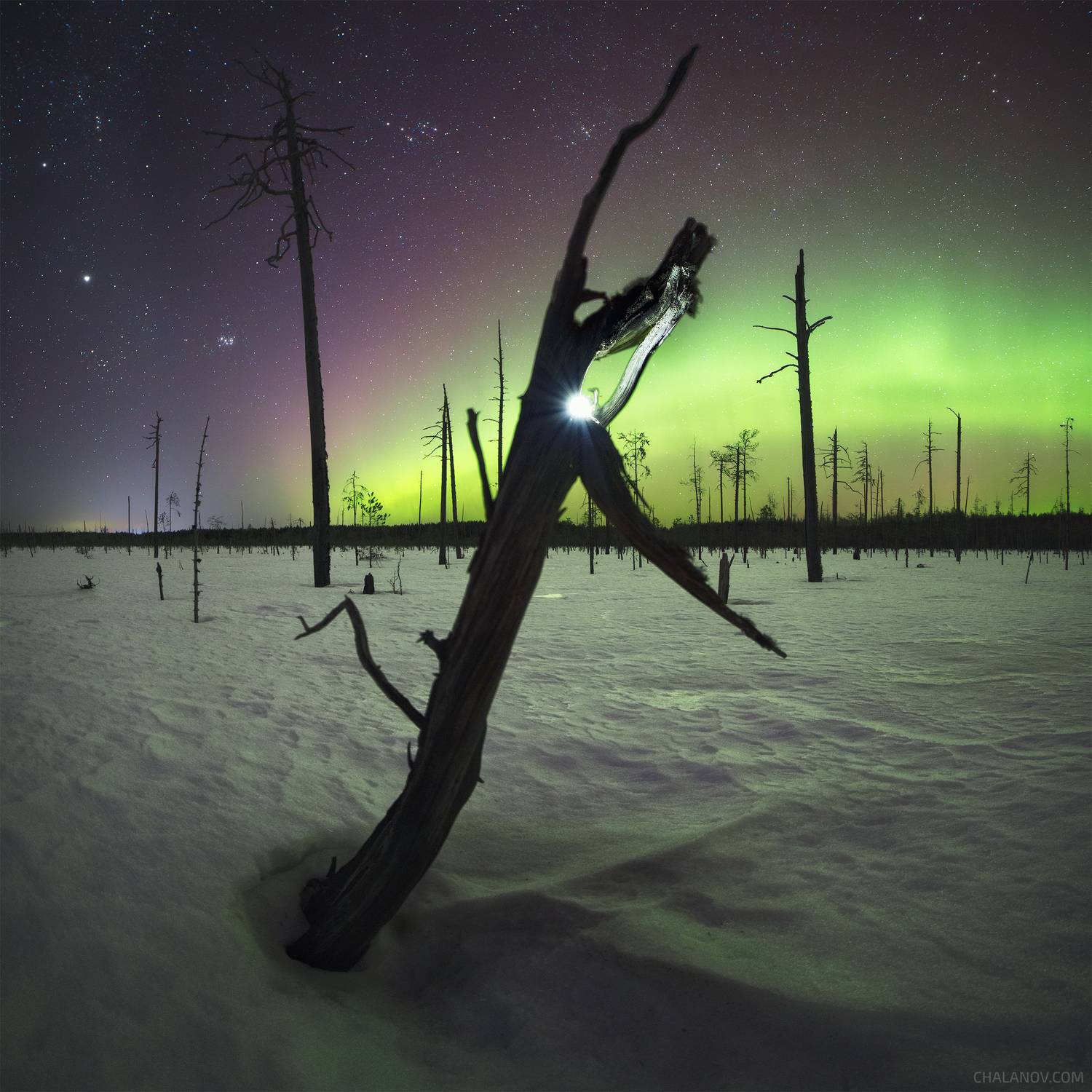 пейзаж, северное сияние, болото, деревья, аврора, ночь, ночной пейзаж, звездное небо, Иван Чаланов