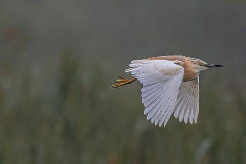 Squacco Heron-Ardeola Ralloides