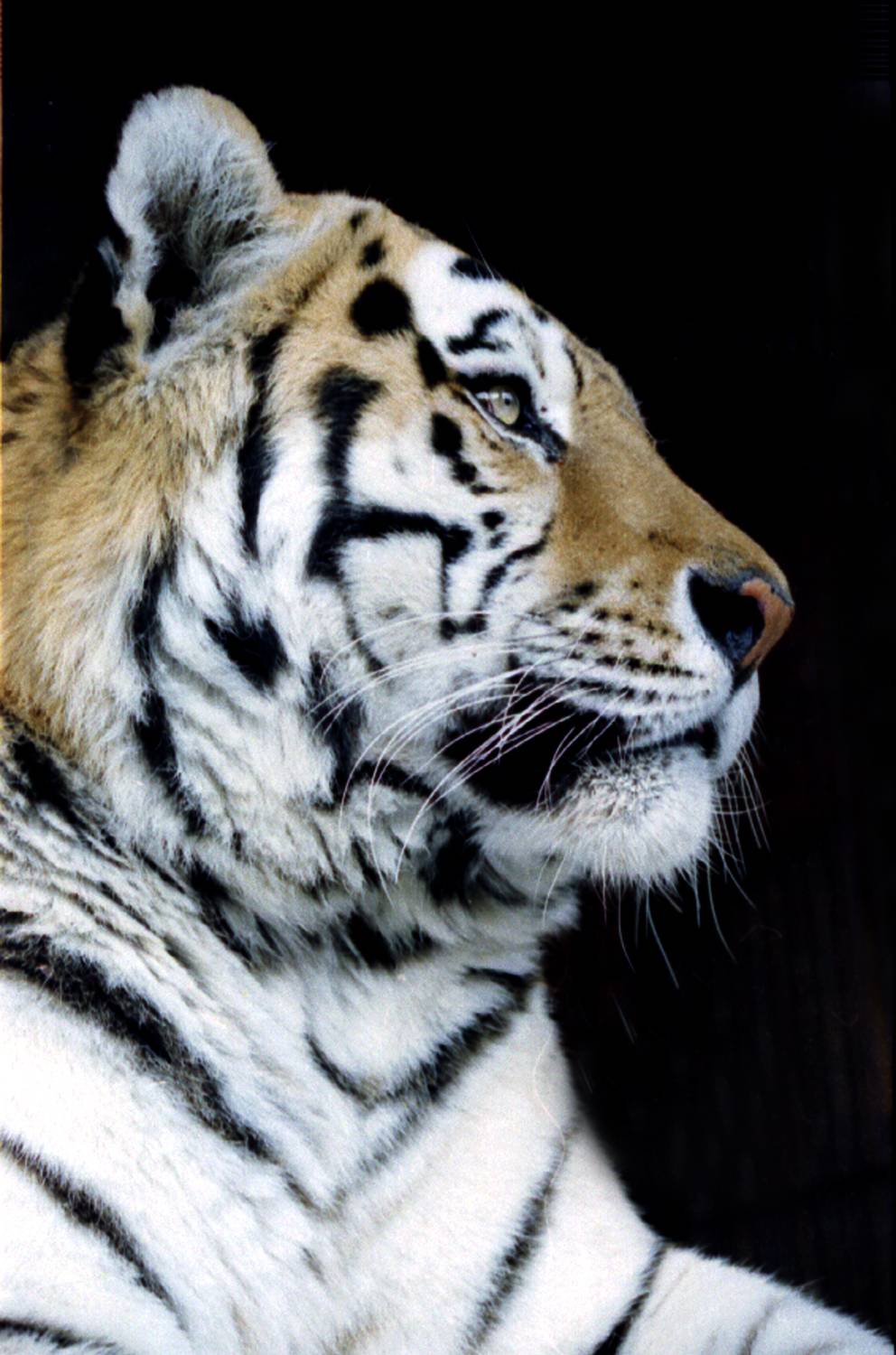 , Всеволод Сахновский