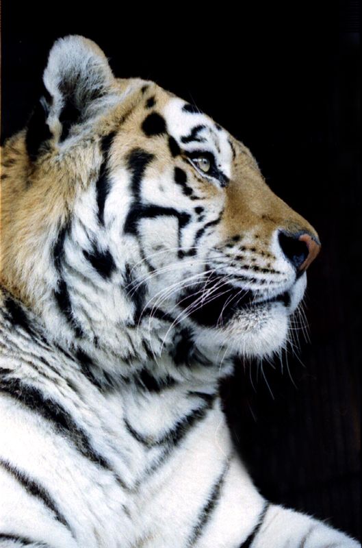 Амурский тигр фото превью