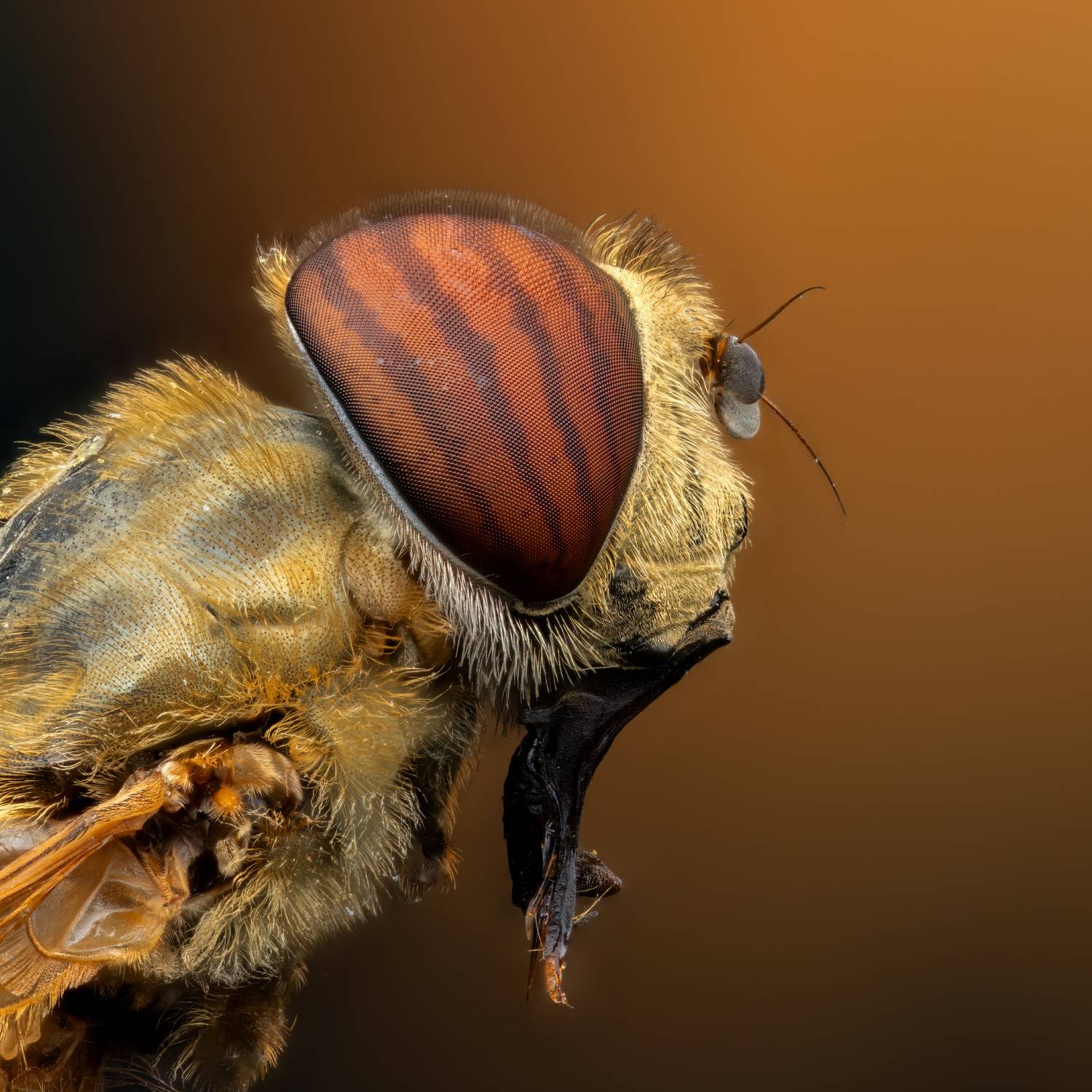 , Фруман Евгений