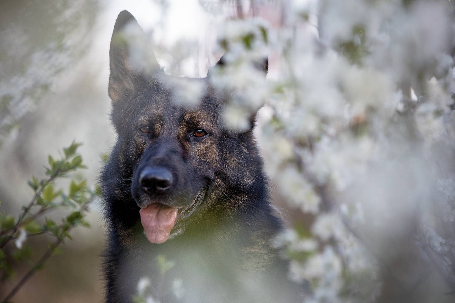 , Елена Самусенкова