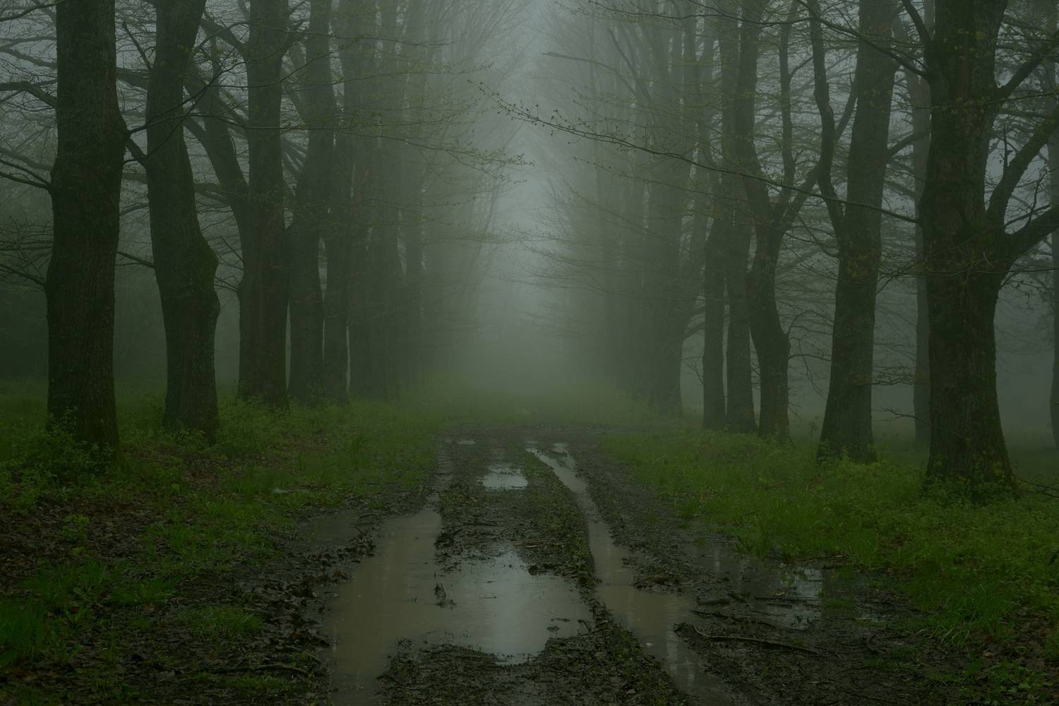 весна туман утро дорога, Александр Жарников