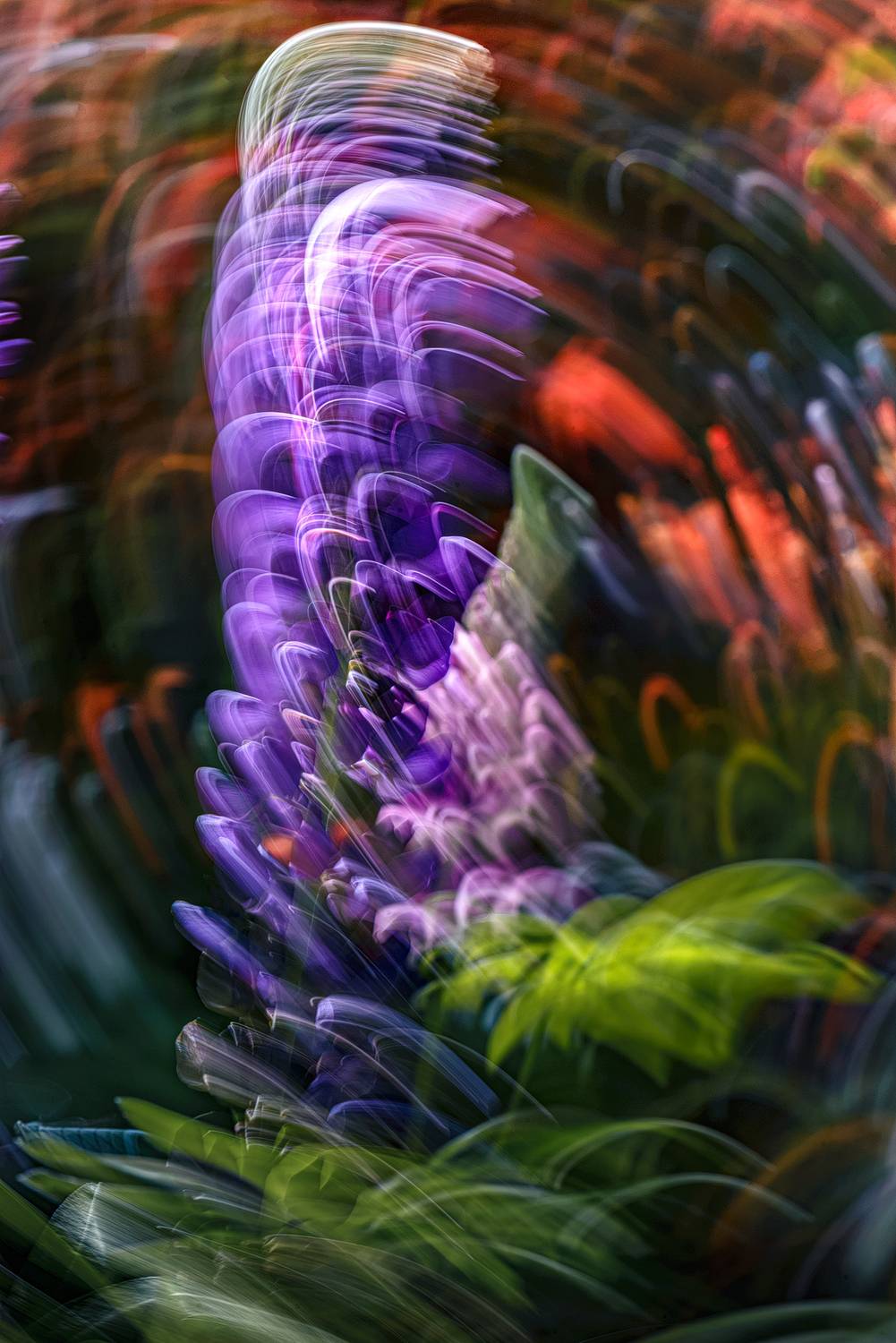 icm, люпин, Неля Рачкова