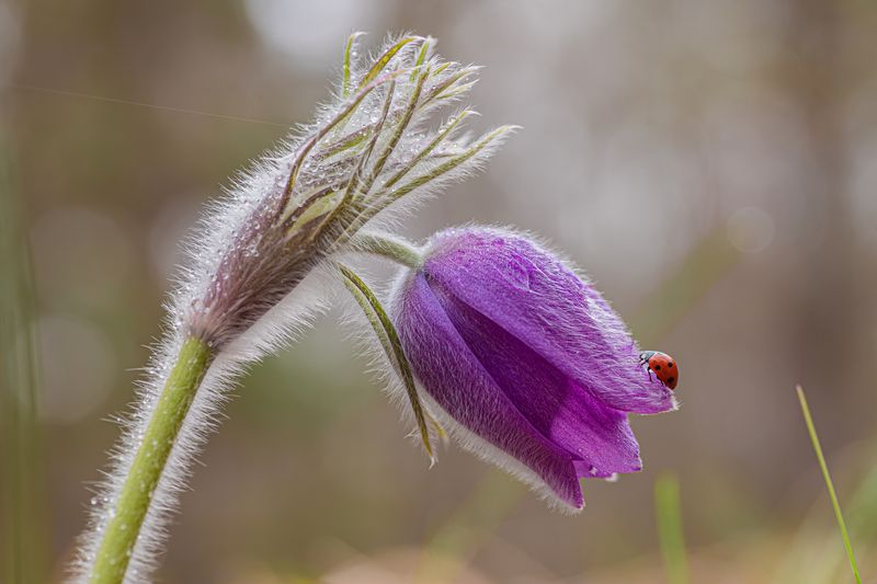 *** фото превью