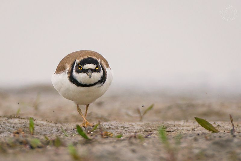 Lens and Feathers фото превью