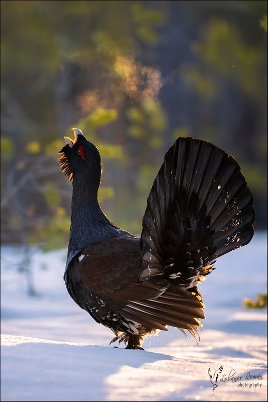 * * * фото превью