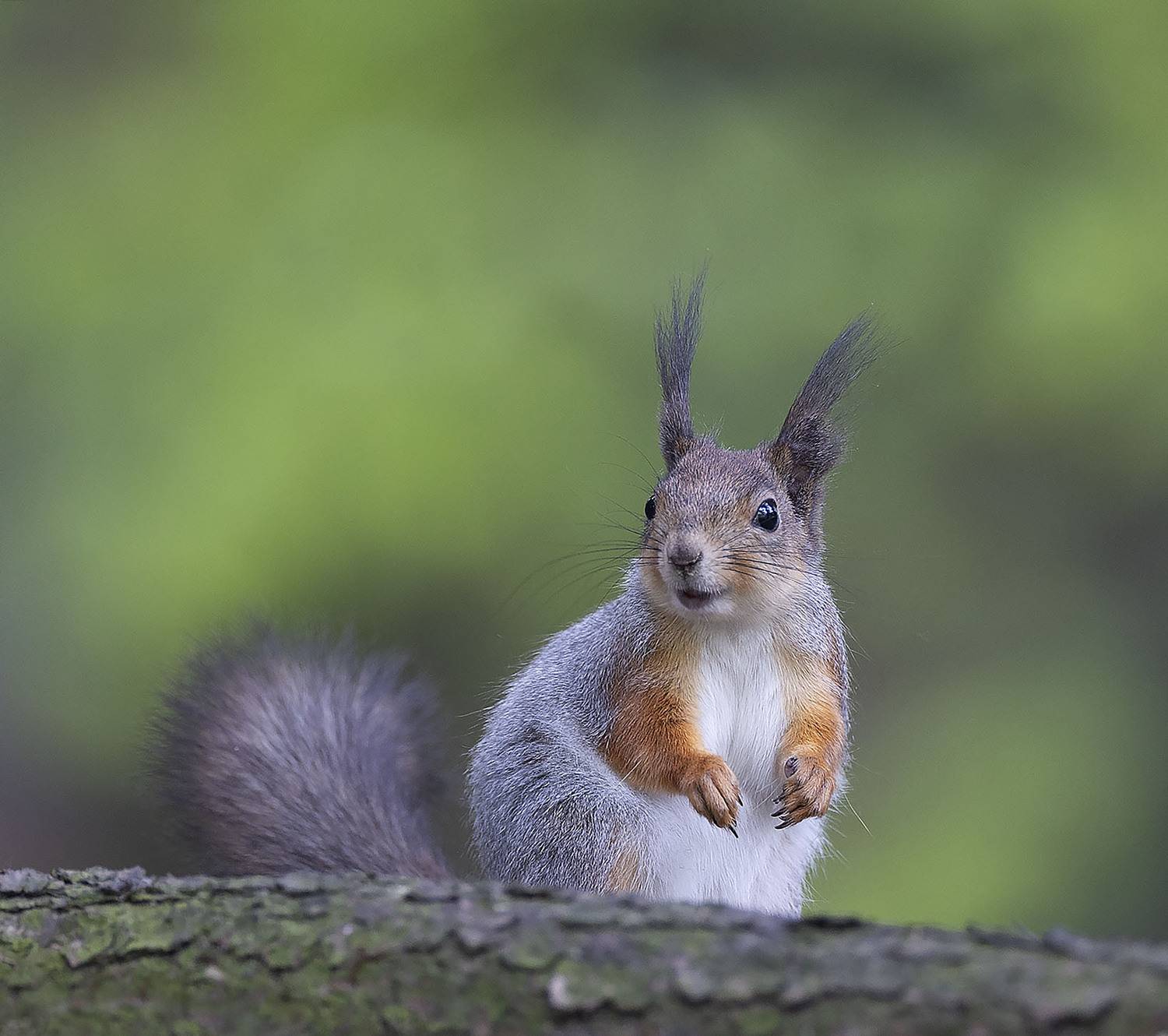 белка, красота, милота ,лес, природа, squirrel, beautiful, forest, nature, Стукалова Юлия