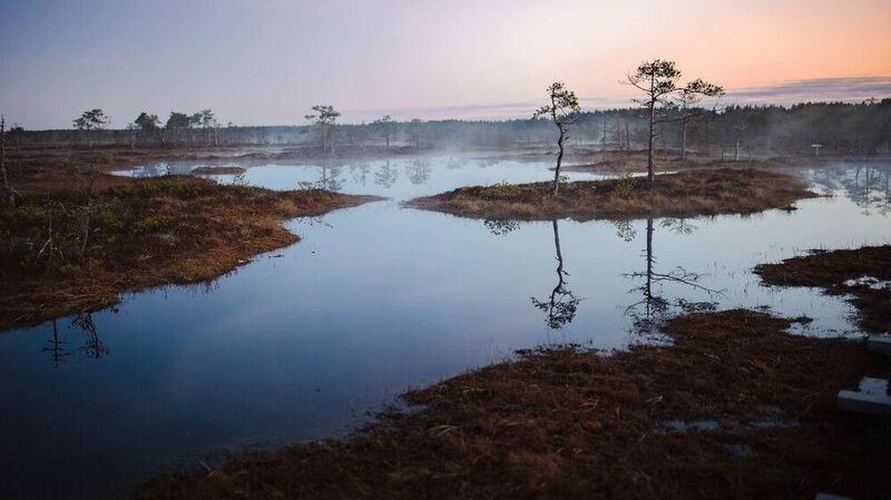 Вечер на болоте. фото превью