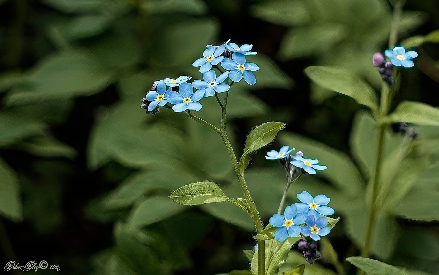 , Орлов Олег