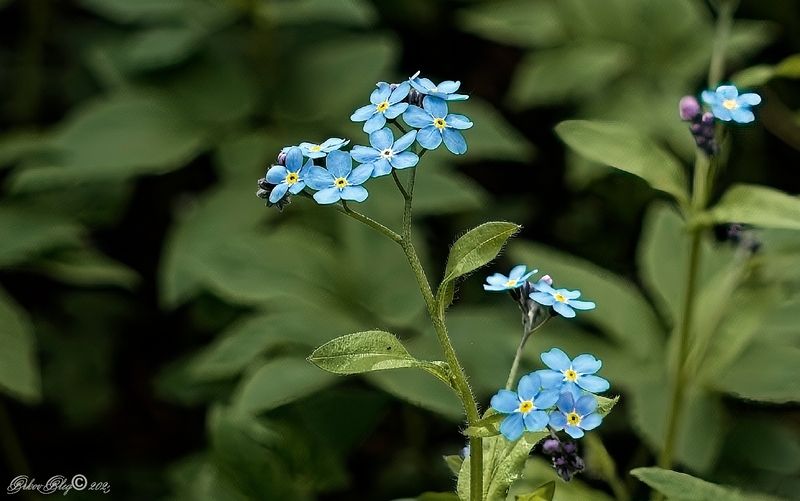 *** фото превью