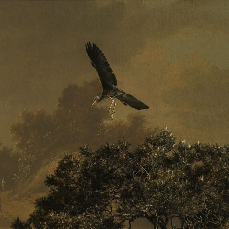 Цапля фото превью