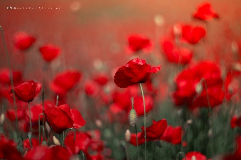 red,light.nature,dark,bokeh,exterior,flower,poppy,plant, Red фото превью