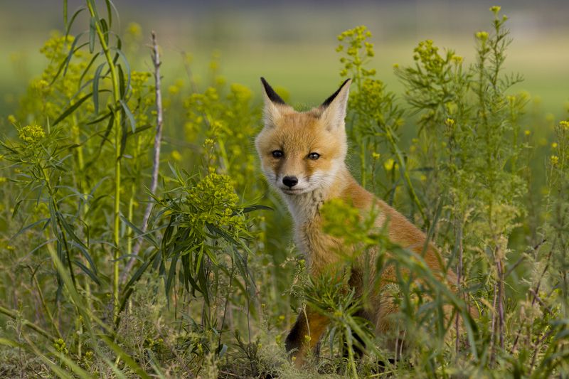 природа *** фото превью