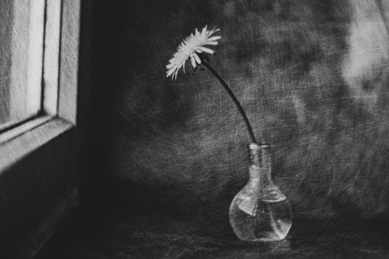 натюрморт, одуванчик, черно-белое, концептуальное, цветы, стекло. Стремиться к солнцу фото превью