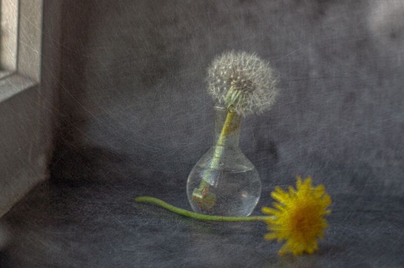 натюрморт, одуванчик,  концептуальное, цветы, стекло. Одуванчики фото превью