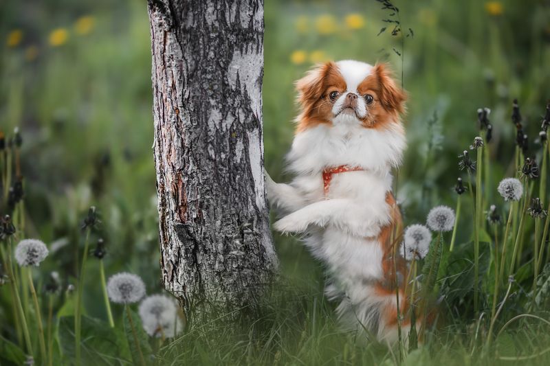 собака Вета фото превью