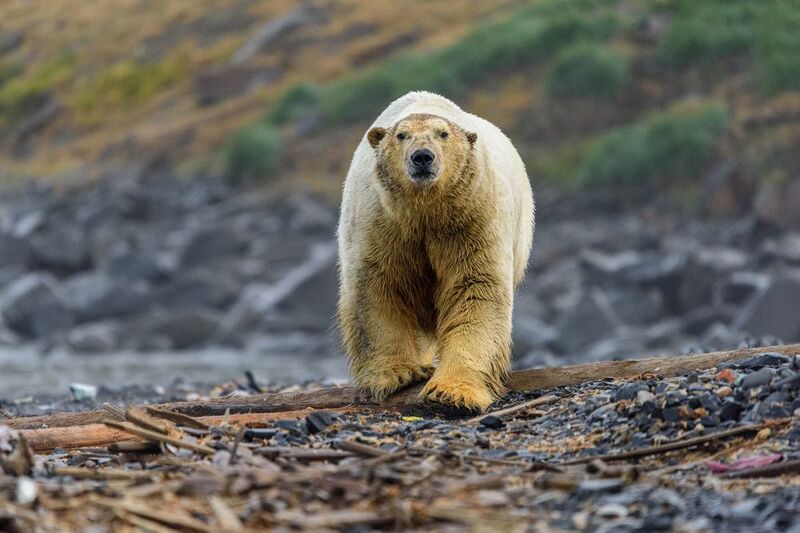 север, чукотка, белый медведь, Умкы́ фото превью