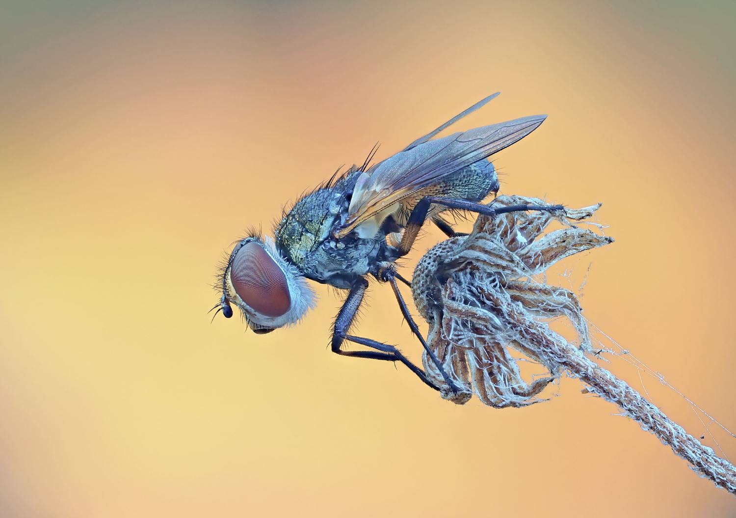 Муха, осень, Чепленко Алексей