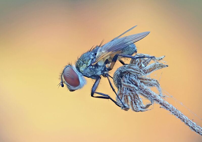 Муха на фоне осени фото превью